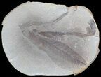 Pecopteris Fern Fossil (Pos/Neg) - Mazon Creek #72424-1